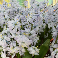 Scilla mischtschenkoana